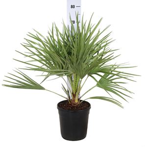 Picture of MYO Chamaerops Humilis