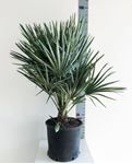 Picture of MYO Chamaerops Humilis
