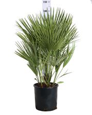 Picture of MYO Chamaerops Humilis