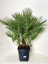 Picture of MYO Chamaerops Humilis