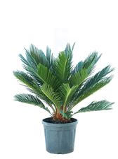 Picture of Myo Cycas revoluta