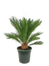 Picture of MYO Cycas revoluta