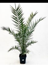 Picture of MYO Phoenix canariensis