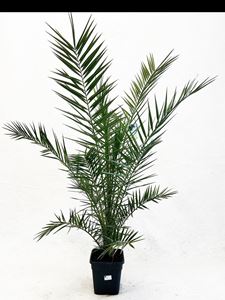 Picture of MYO Phoenix canariensis