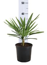 Picture of MYO Trachycarpus fortunei