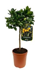 Picture of myo Citrus Calamondino