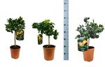 Picture of myo Citrus Calamondino