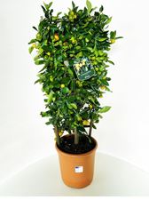 Picture of MYO Citrus Calamondino