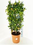 Picture of MYO Citrus Calamondino