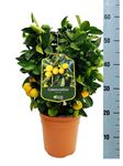 Picture of MYO Citrus Calamondino