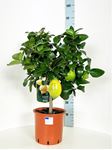 Picture of MYO Citrus Lemon