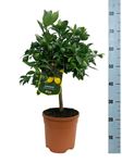 Picture of MYO Citrus Limequat