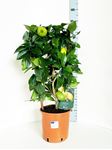 Picture of MYO Citrus Lemon