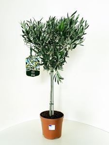 Picture of MYO Olea europea