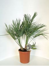 Picture of MYO Chamaerops Humilis