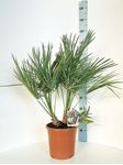 Picture of MYO Chamaerops Humilis