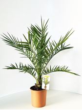 Picture of MYO Phoenix canariensis