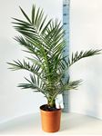 Picture of MYO Phoenix canariensis
