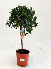 Picture of MYO Citrus Calamondino