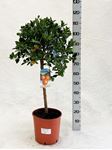 Picture of MYO Citrus Calamondino