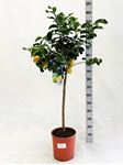 Picture of Myo Citrus Lemon