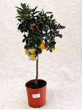 Picture of MYO Citrus Lemon Meyer