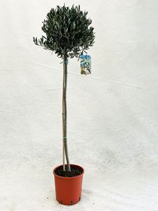 Picture of MYO Olea europea