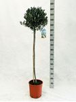 Picture of MYO Olea europea