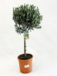 Picture of MYO Olea europea