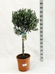 Picture of MYO Olea europea