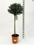 Picture of MYO Olea europea