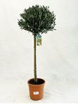 Picture of MYO Olea europea