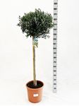 Picture of MYO Olea europea
