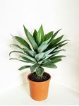 Picture of MYO Agave attenuata