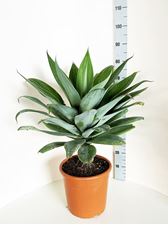 Picture of MYO Agave attenuata