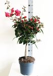 Picture of MYO Bougainvillea "Elegance"  Dark Pink 
