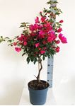 Picture of MYO Bougainvillea "Elegance"  Dark Pink 