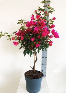 Picture of MYO Bougainvillea "Elegance"  Dark Pink 