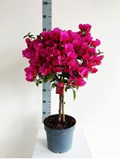 Picture of MYO Bougainvillea "Elegance"  Dark Pink 
