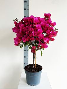 Picture of MYO Bougainvillea "Elegance"  Dark Pink 