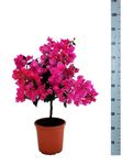 Afbeelding van MYO Bougainvillea "Elegance"  Dark Pink 