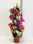 Picture of MYO Bougainvillea "Elegance" Multicolor Cone