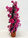 Picture of MYO Bougainvillea "Elegance" Dark Pink Cone