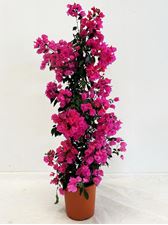 Picture of MYO Bougainvillea "Elegance" Dark Pink Cone