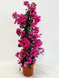 Picture of MYO Bougainvillea "Elegance" Dark Pink Cone