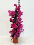 Picture of MYO Bougainvillea "Elegance" Dark Pink Cone