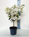 Picture of MYO Bougainvillea "Glabra" 