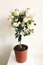 Picture of MYO Bougainvillea "Elegance" White