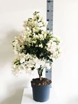 Picture of MYO Bougainvillea "Elegance" White"