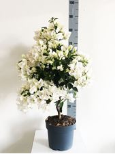 Picture of MYO Bougainvillea "Elegance" White"